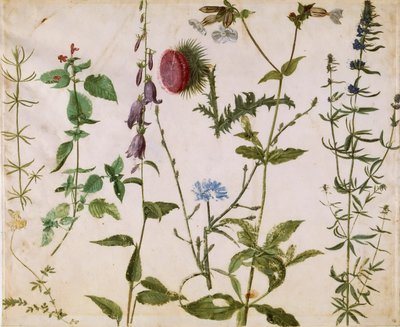 Acht Studies van Wilde Bloemen door Albrecht Dürer
