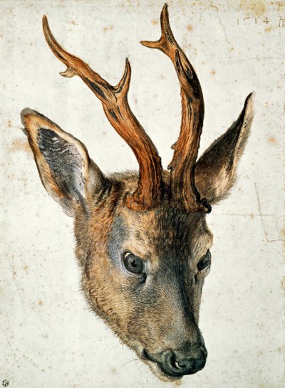 Hoofd van een Ree door Albrecht Dürer