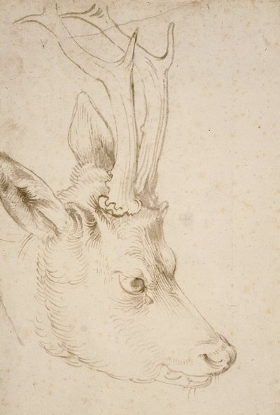 Hoofd van een Ree, 1503 door Albrecht Dürer