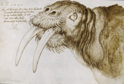 Hoofd van een walrus, 1521 door Albrecht Dürer