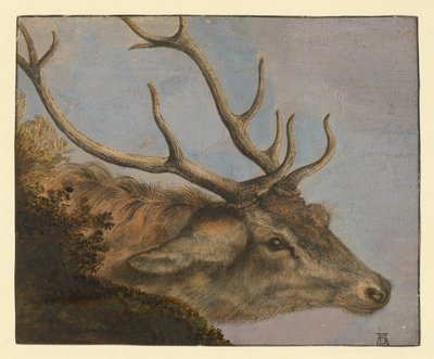 Hertenkop door Albrecht Dürer
