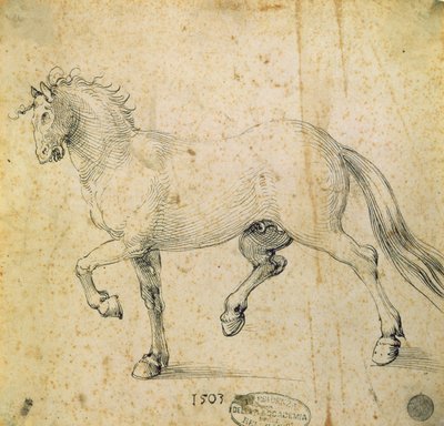 Paard door Albrecht Dürer