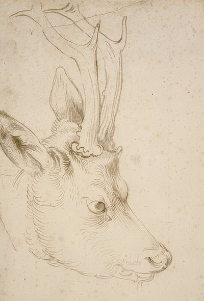 Kop van een ree, ca. 1503 door Albrecht Dürer