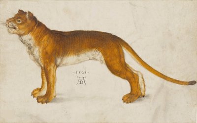 Leeuwin, 1521 door Albrecht Dürer