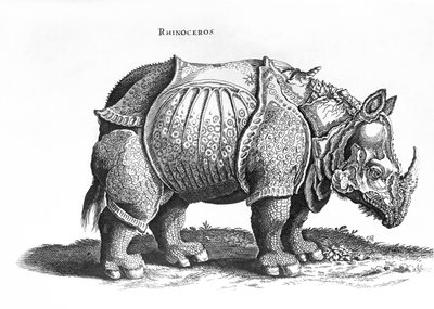 Neushoorn, nr.76 uit 