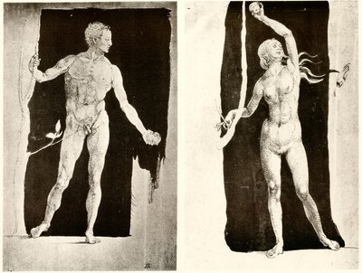 Studies van Adam en Eva door Albrecht Dürer