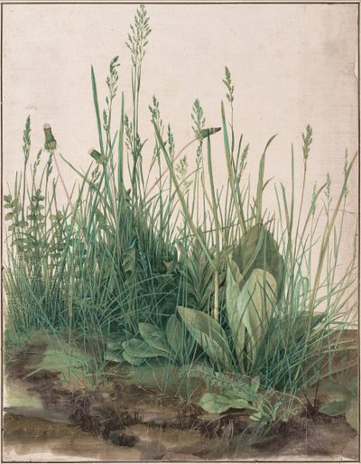 Het Grote Stuk Gras, 1503 door Albrecht Dürer