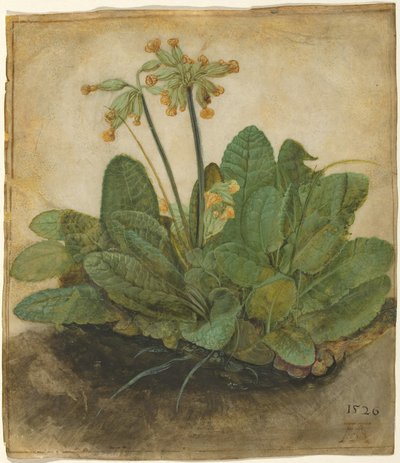 Pol Cowslips door Albrecht Dürer