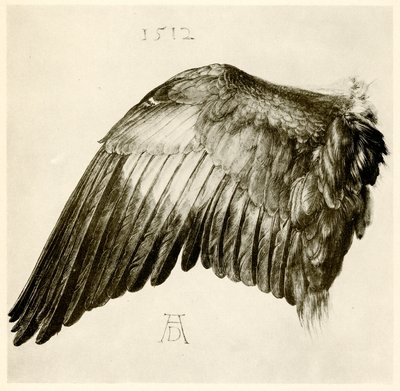 Vleugel van een blauwe scharrelaar door Albrecht Dürer