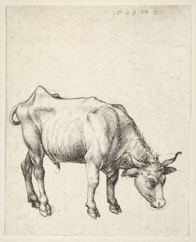 Jonge Stier door Albrecht Dürer