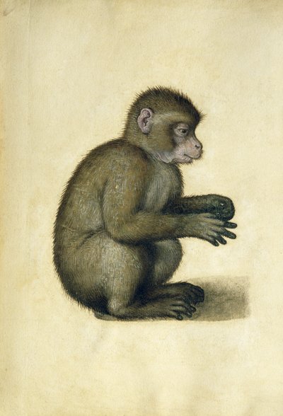 Een aap door Albrecht Dürer