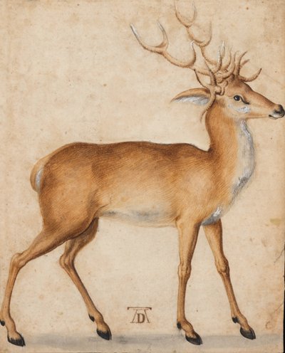 Een Hert door Albrecht Dürer