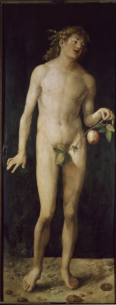 Adam door Albrecht Dürer