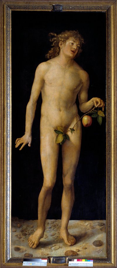 Adam (detail) door Albrecht Dürer
