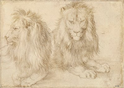 Twee zittende leeuwen door Albrecht Dürer