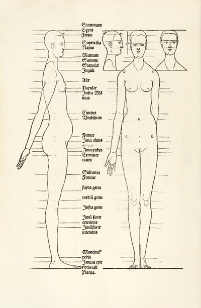 Vrouwelijke anatomische houtsnede uit 