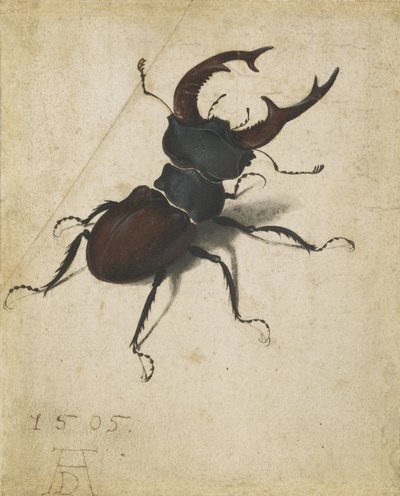 Vliegend hert door Albrecht Dürer