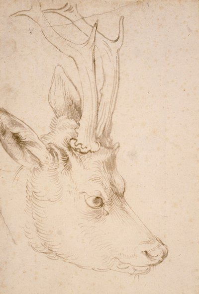 Kop van een reebok - Tekening door Albrecht Dürer (1471-1528), rond 1503 - Hoofd van een reebok - Pen en penseel, grijze en bruine inkt op papier door Albrecht Dürer (1471-1528), ca 1503 - 22,8x15,3 cm - Nelson-Atkins Museum of Art, Kansas City, Missouri door Albrecht Dürer