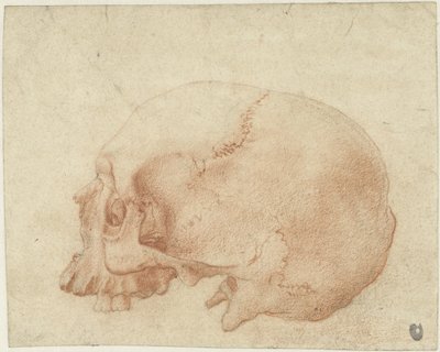 Studie van een schedel door Alessandro Allori