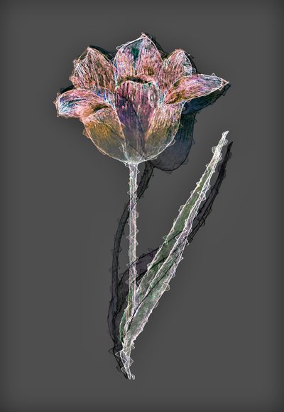 Bloem door Alex Caminker