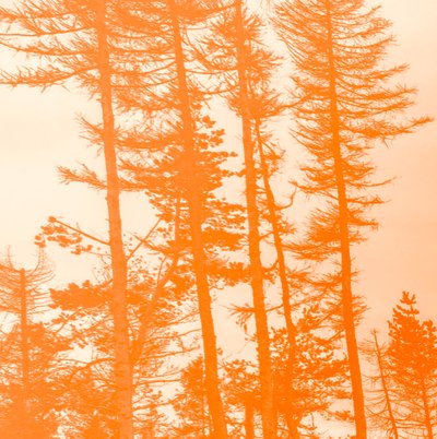 Als de Bomen Oranje Waren, 2019 door Alex Caminker