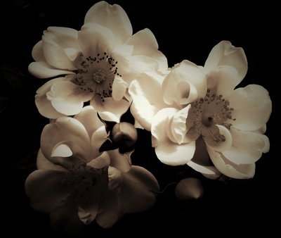natuurlijke combinatie, 2019 door Alex Caminker