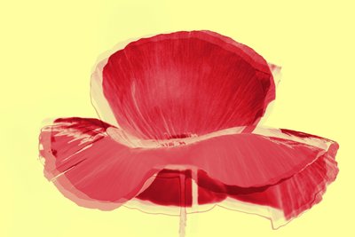 Rode tulp door Alex Caminker