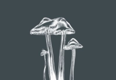 Zilveren Paddenstoelen door Alex Caminker