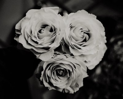 Drie rozen door Alex Caminker