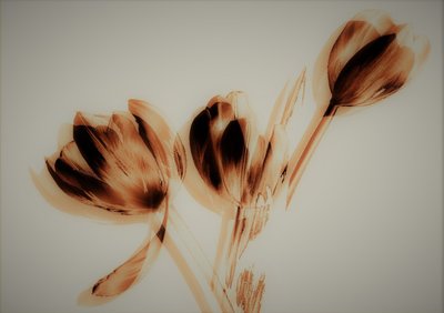 Tulpen door Alex Caminker
