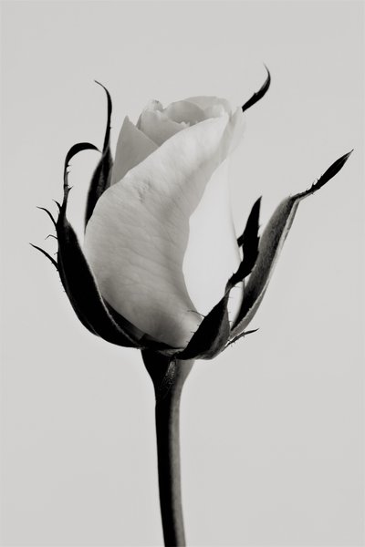 Witte roos door Alex Caminker