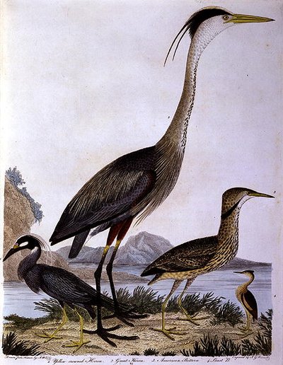 Reigers, gegraveerd door I. G. Marnicke door Alexander (after) Wilson