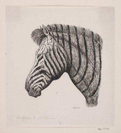 Hoofd van een zebra door Alexander Blom