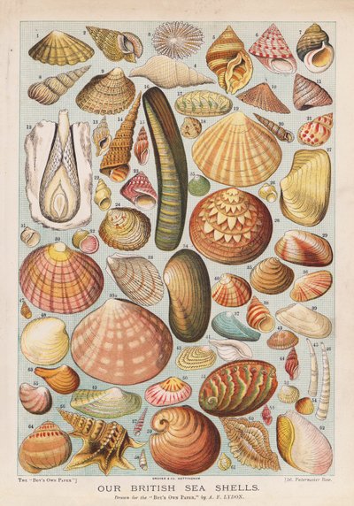 Britse zeeschelpen door Alexander Francis (after) Lydon