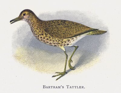 Batrams Strandloper door Alexander Francis Lydon