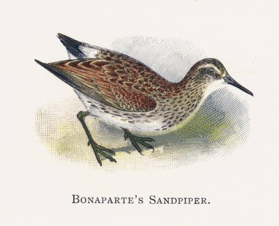 Bonapartes Strandloper door Alexander Francis Lydon