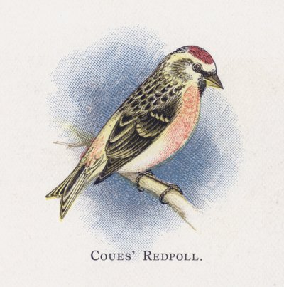 Coues Barmsijs door Alexander Francis Lydon