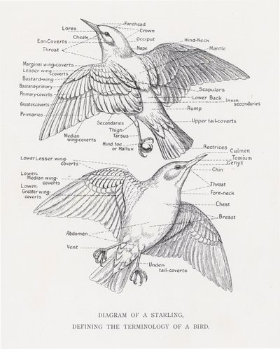 Diagram van een spreeuw, definieert de terminologie van een vogel door Alexander Francis Lydon