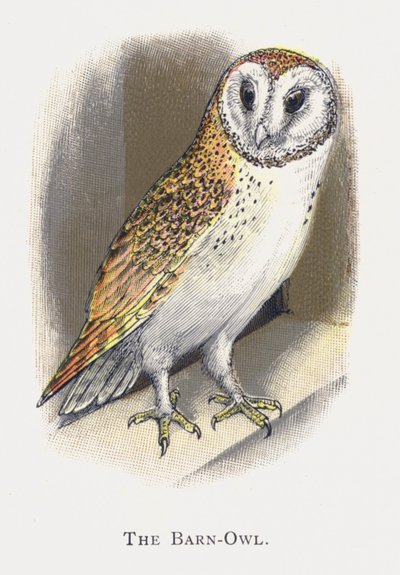 De Kerkuil door Alexander Francis Lydon