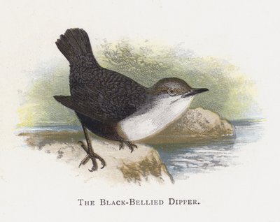 De Zwartbuikwaterspreeuw door Alexander Francis Lydon
