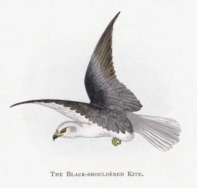 De Zwartschouderwouw door Alexander Francis Lydon