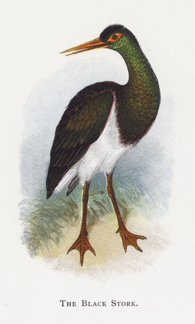 De Zwarte Ooievaar door Alexander Francis Lydon