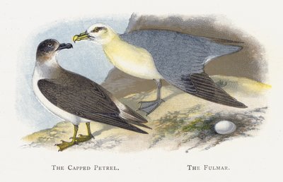 De Gehoede Stormvogel, De Fulmar door Alexander Francis Lydon