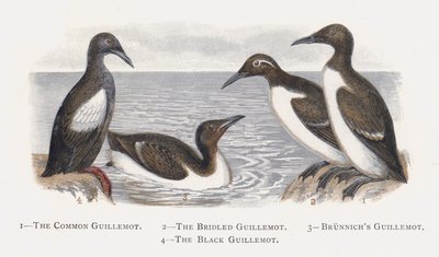 De Zeekoet, De Brilzeekoet, De Dikbekzeekoet, De Zwarte Zeekoet door Alexander Francis Lydon