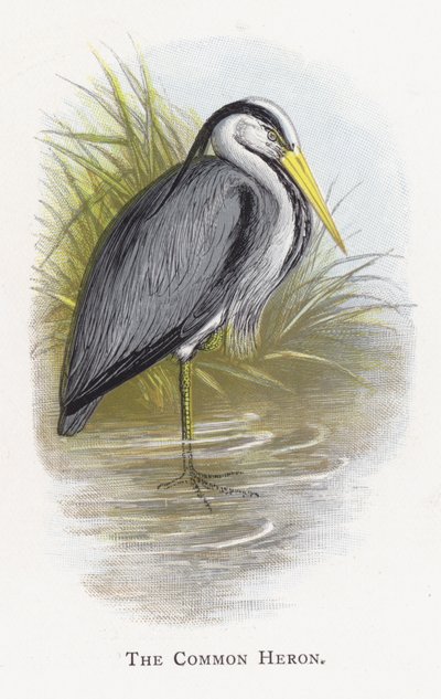 De Blauwe Reiger door Alexander Francis Lydon