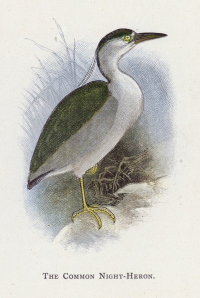 De Kwak door Alexander Francis Lydon