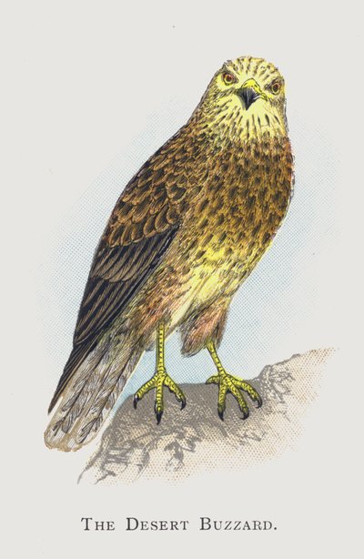 De Woestijnbuizerd door Alexander Francis Lydon