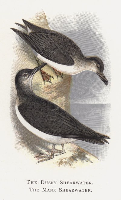 De Donkere Pijlstormvogel, De Manx Pijlstormvogel door Alexander Francis Lydon