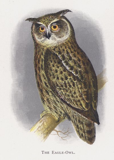 De Oehoe door Alexander Francis Lydon