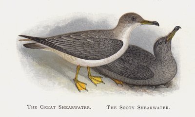 De Grote Pijlstormvogel, De Roetpijlstormvogel door Alexander Francis Lydon